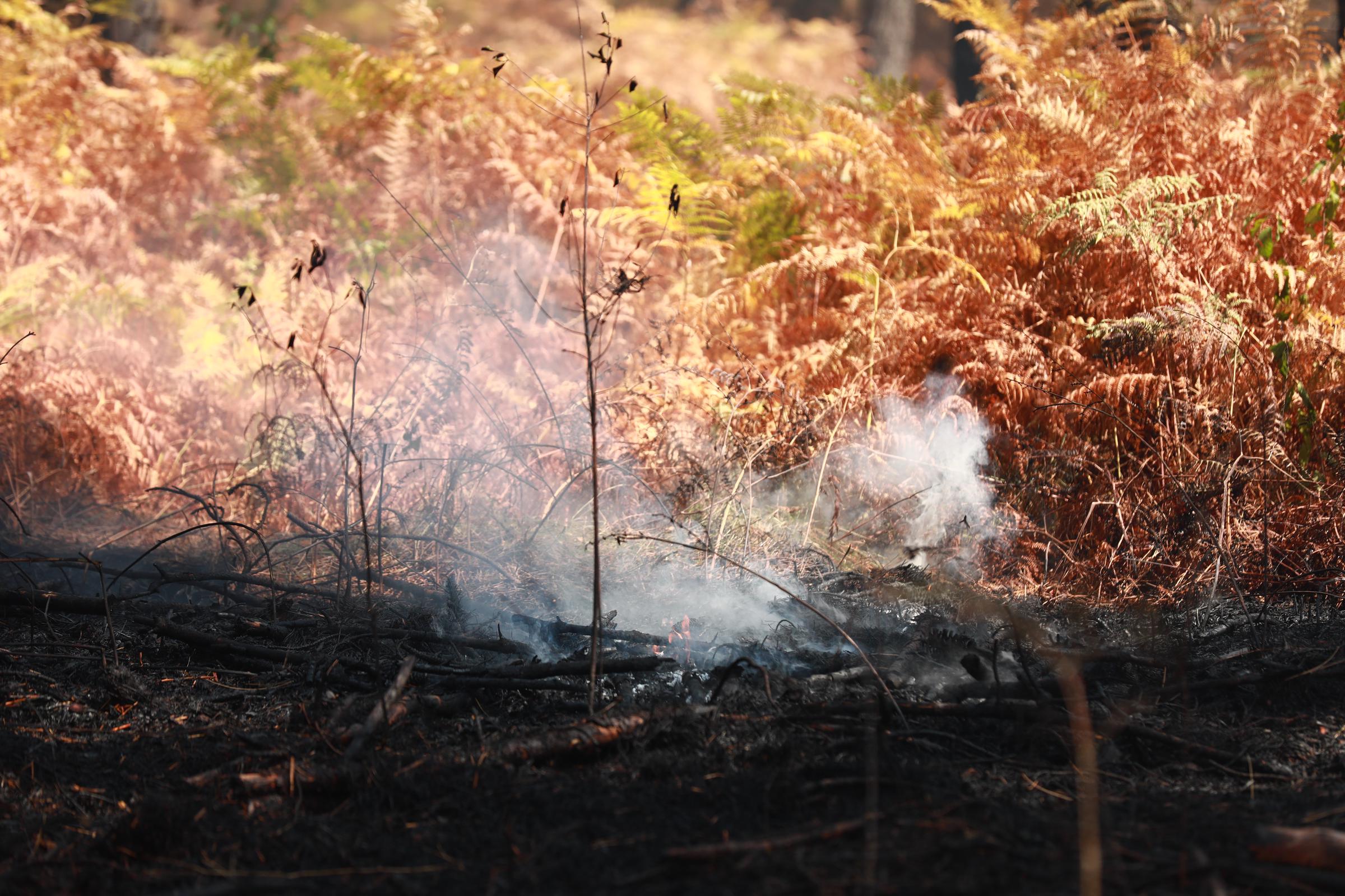 La végétation calcinée témoigne des conséquences de l'un des nombreux incendies qui ont nécessité des opérations de lutte contre le feu dans plusieurs régions du sud de la France. | Source : Getty Images