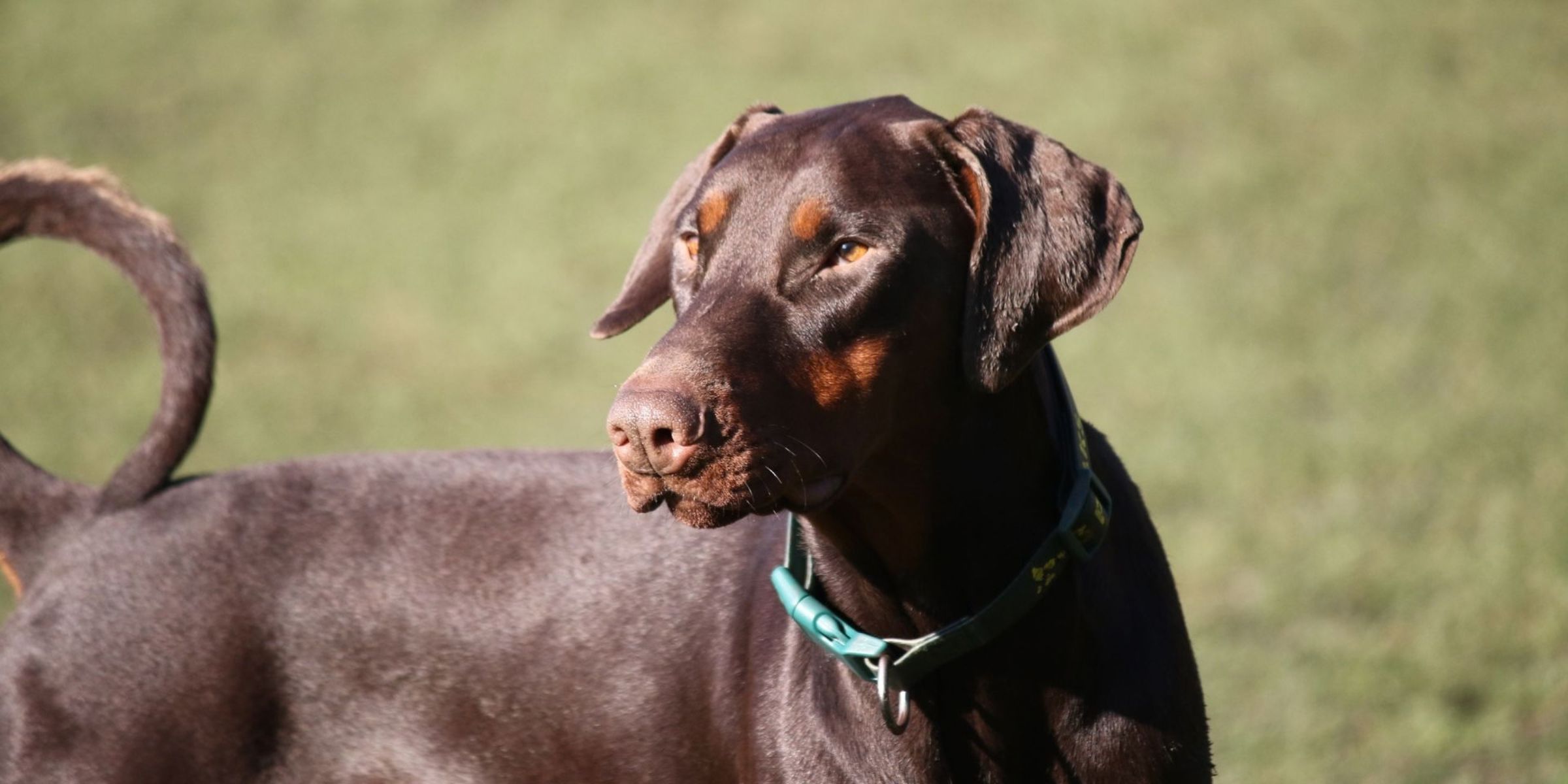 Un doberman | Source : Pexels