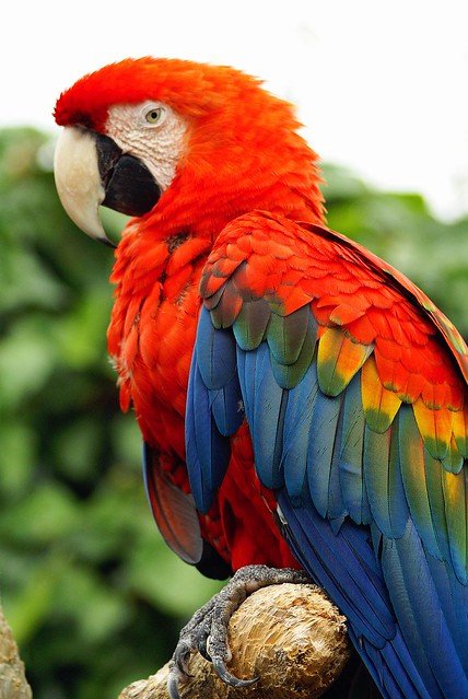 Un perroquet rouge dans la nature. l Source: Flickr