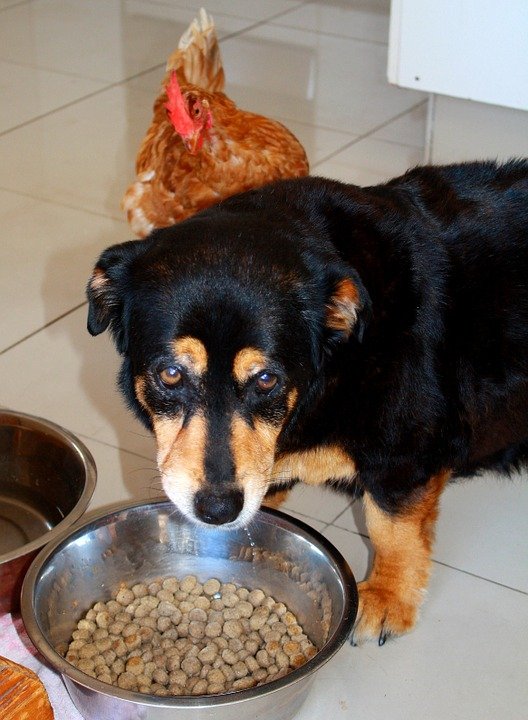 Un chien triste avec un poulet qui ne veut pas mangé | photo : Pixabay