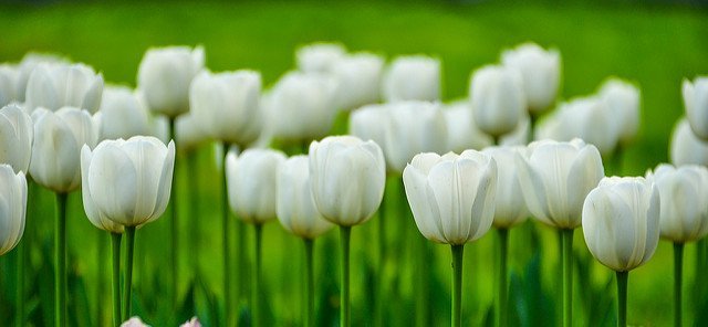 Des tulipes blanches. l Source: Flickr