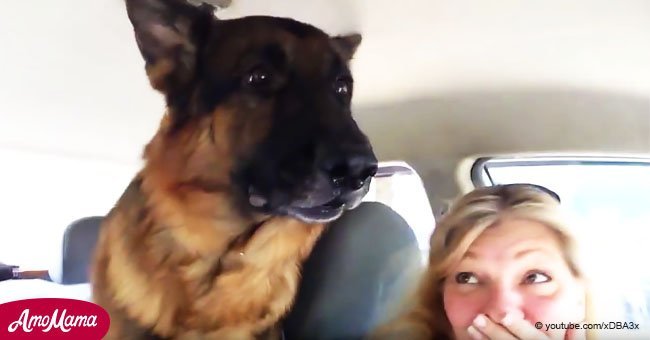 La réaction hilarante d'un chien lorsqu'il réalise qu'il est chez le vétérinaire