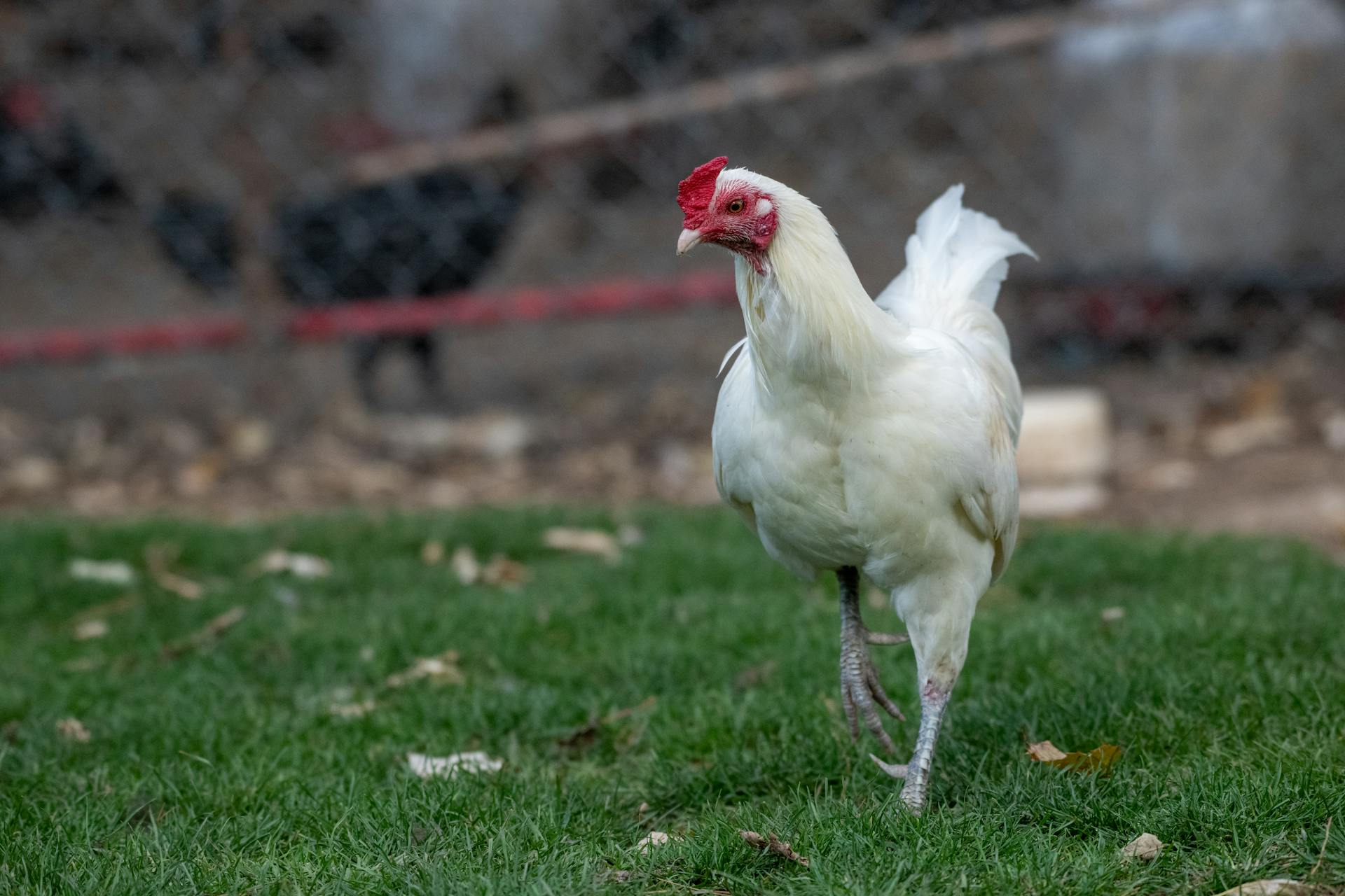 Un poulet qui se promène dans l'arrière-cour | Source : Pexels