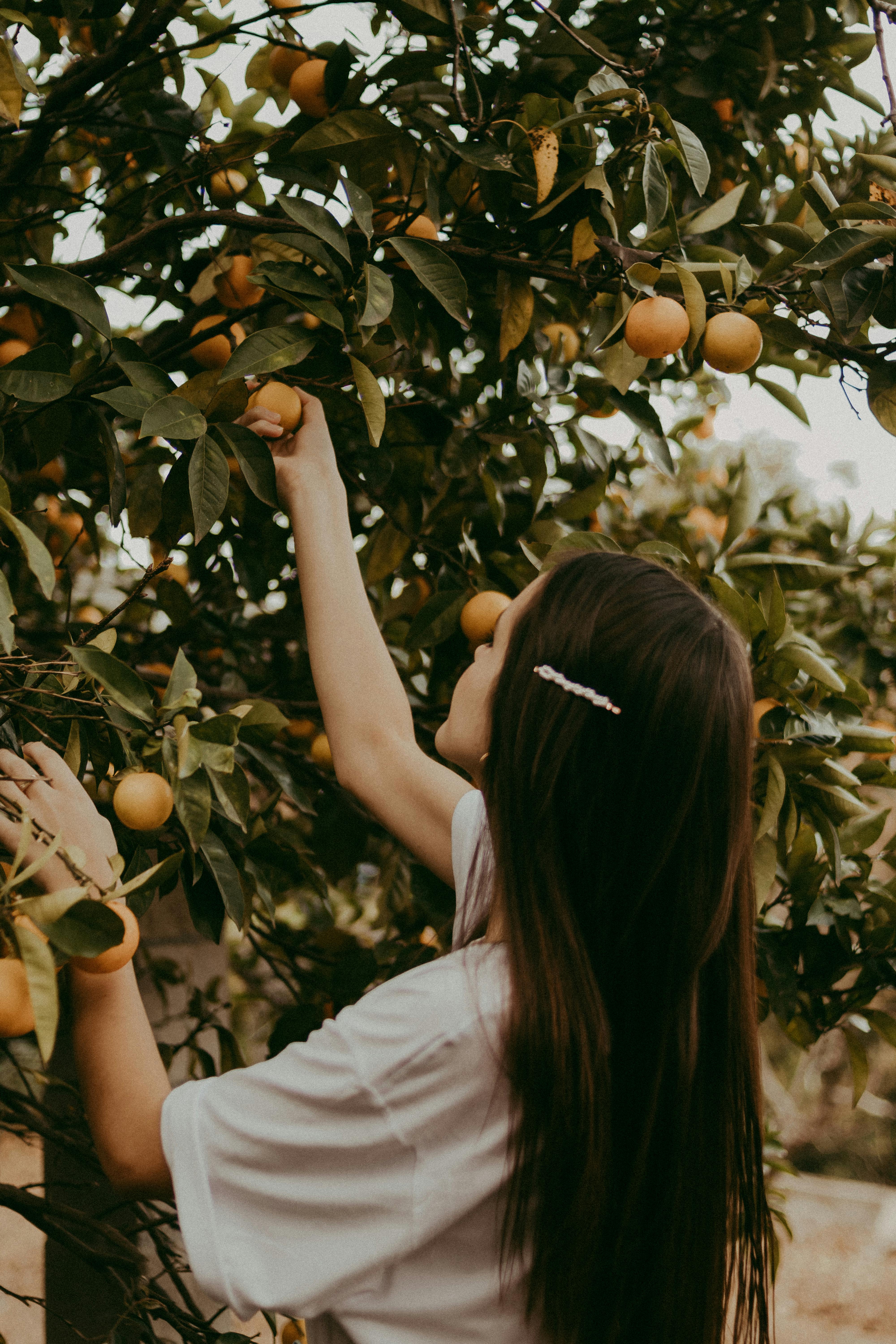 Une jeune femme cueille des fruits mûrs sur un arbre | Source : Pexels