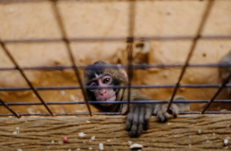 Un singe en cage | Photo : Pixabay