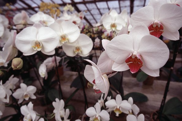 Orchidées en serre le 7 avril 1999 à Boissy-Saint-Léger. |Photo : Getty Images