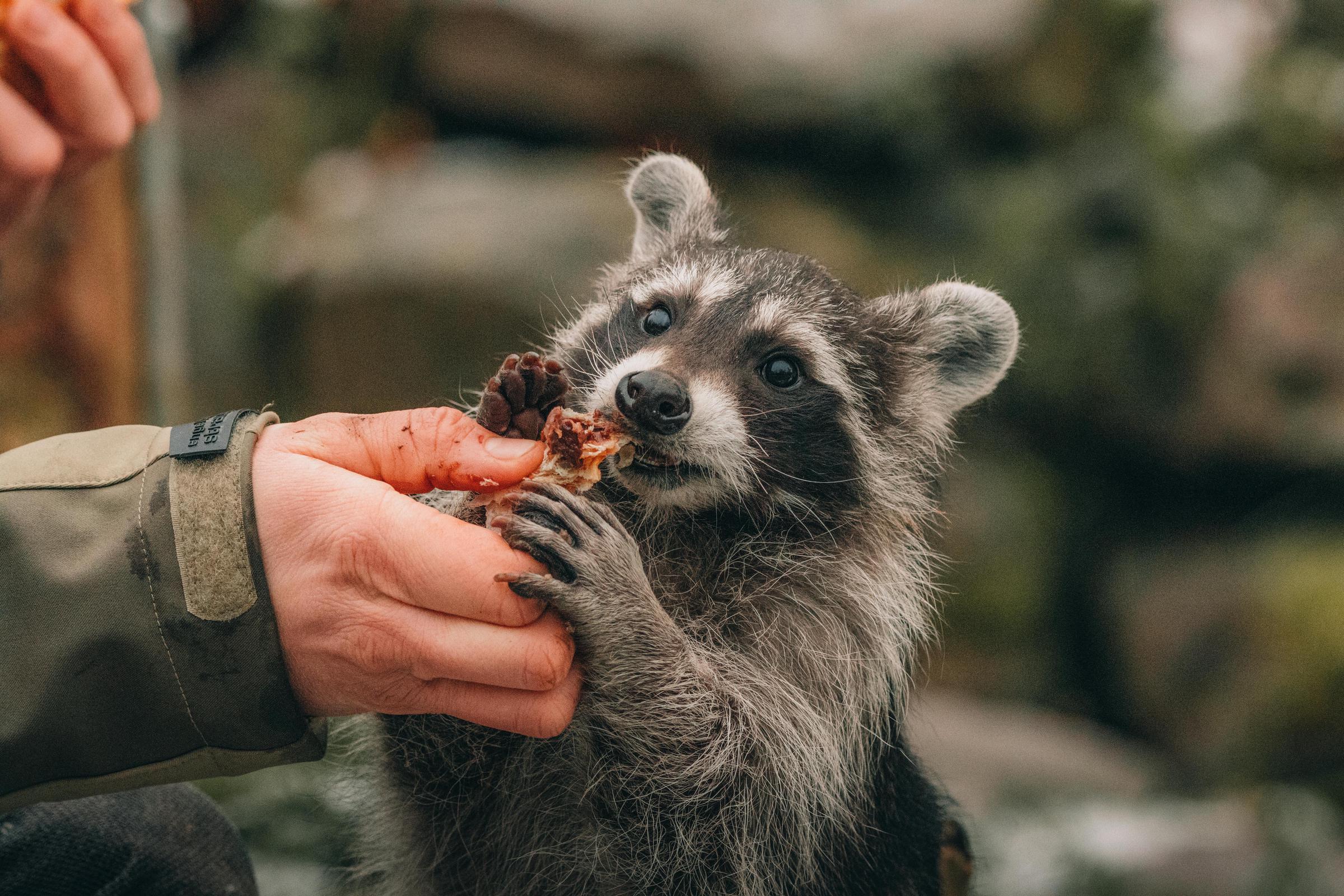 Une personne nourrit un raton laveur | Source : Pexels