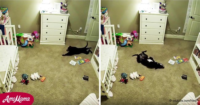 Cette famille a empêché leur chien d'entrer dans la chambre de bébé et une caméra secrète a filmé le moment hilarant