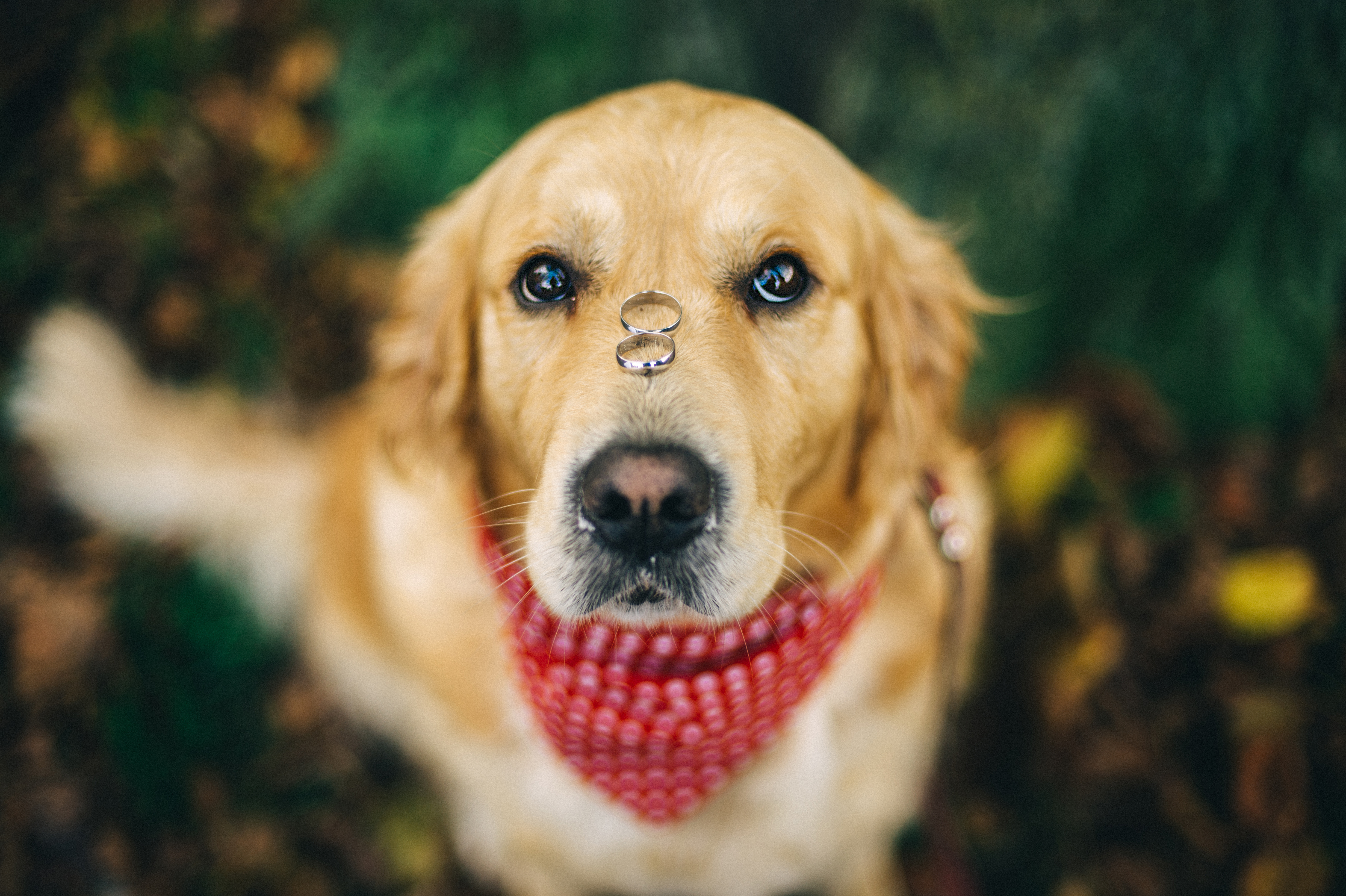 Un chien avec deux anneaux sur le nez | Source : Getty Images