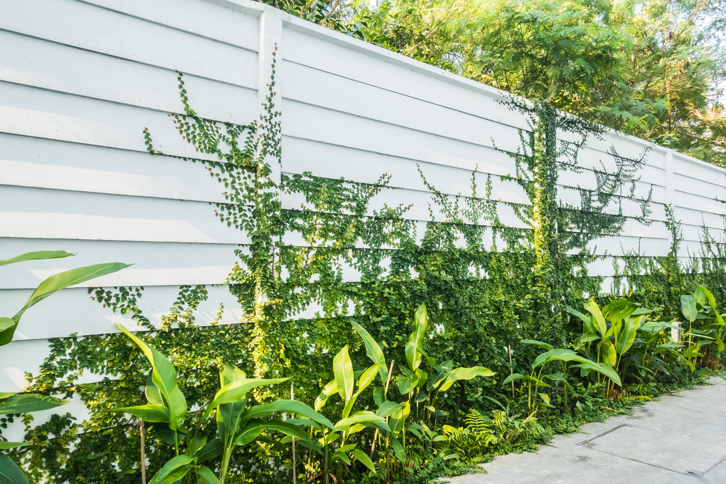 Mur blanc avec une feuille d'arbre peinte dessus | Source : Magnific