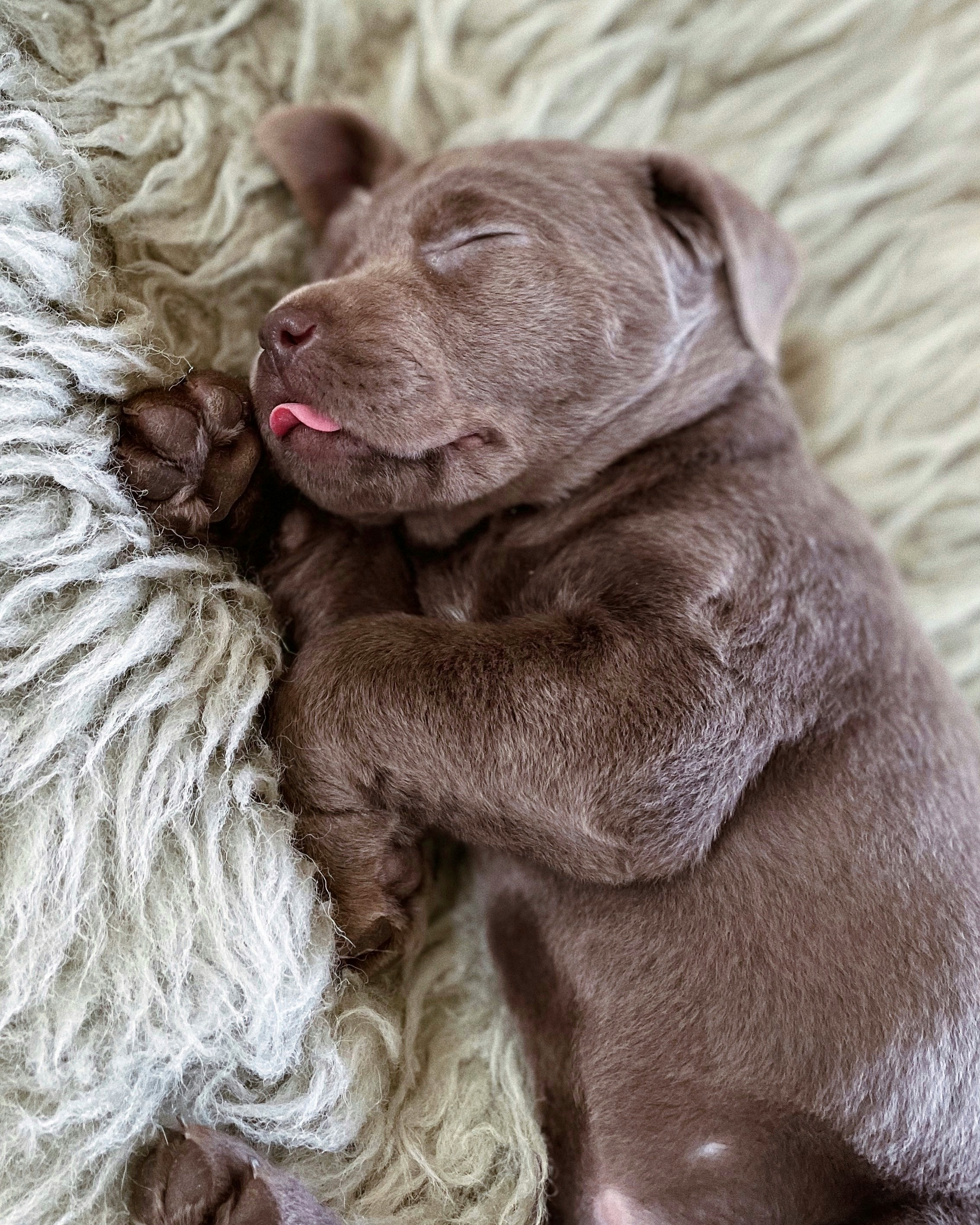 Un petit chiot Labrador | Source : Unsplash