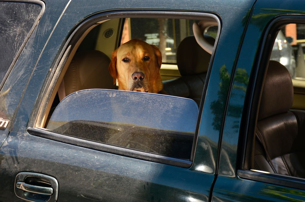 Un chien dans une voiture. | Photo : Getty Images