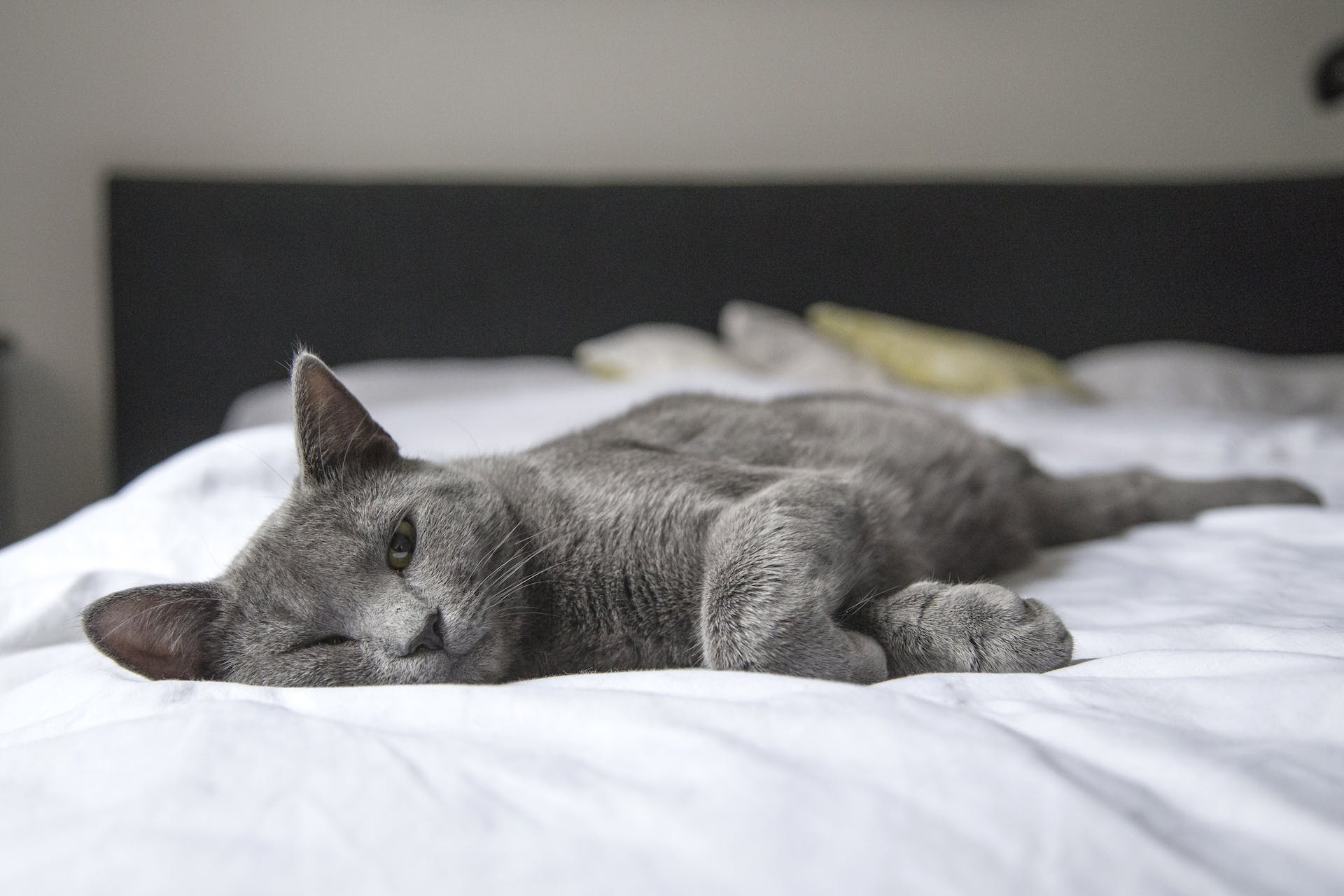 Chat couché sur le lit | Source : Pexels