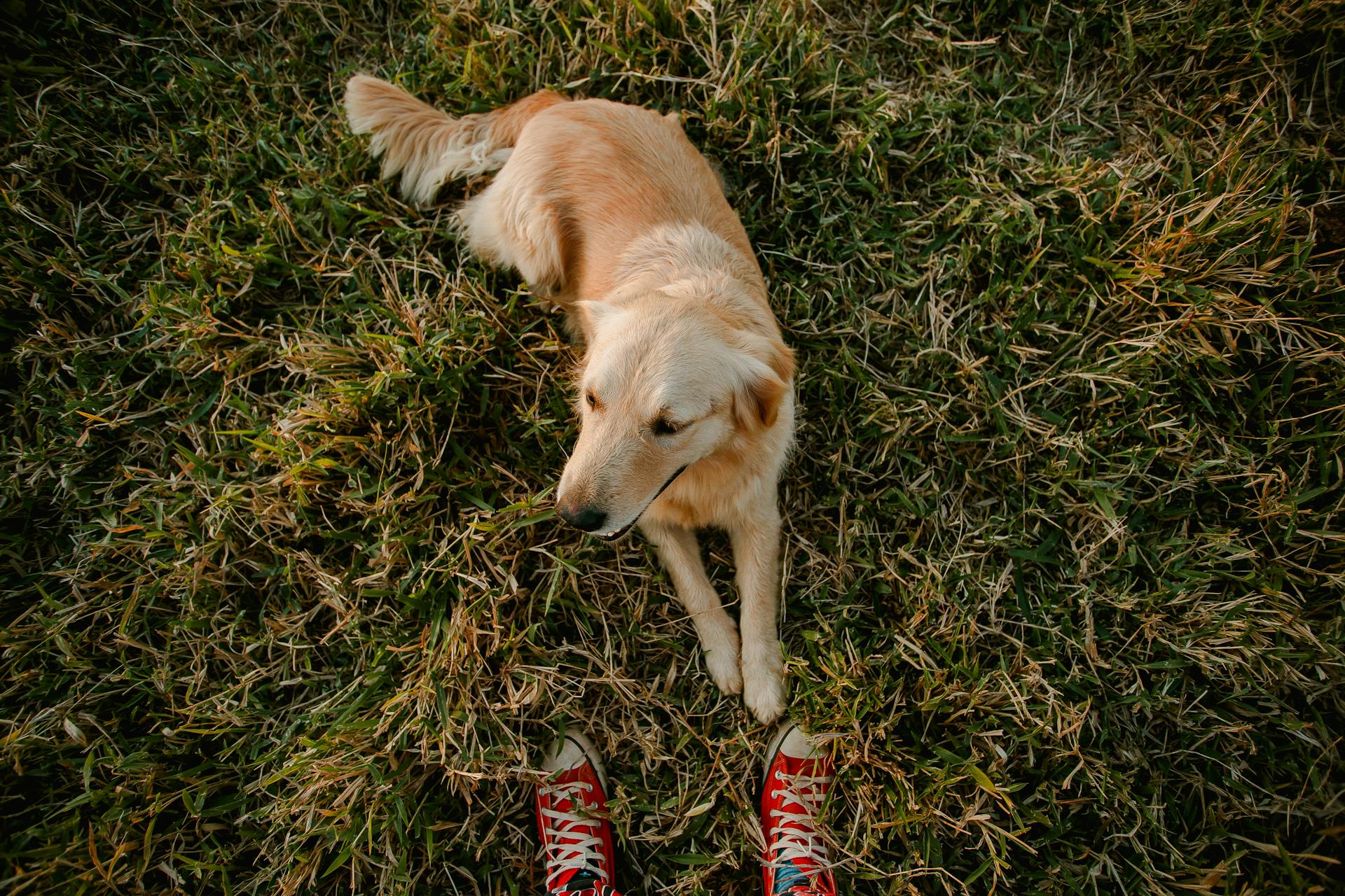 Un chien assis dans un parc | Source : Pexels