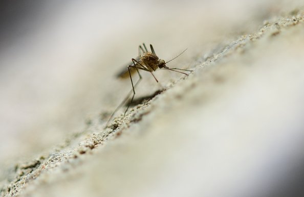 Un moustique est représenté sur un mur de cave à Weinheim, en Allemagne. | Photo : Getty Images.