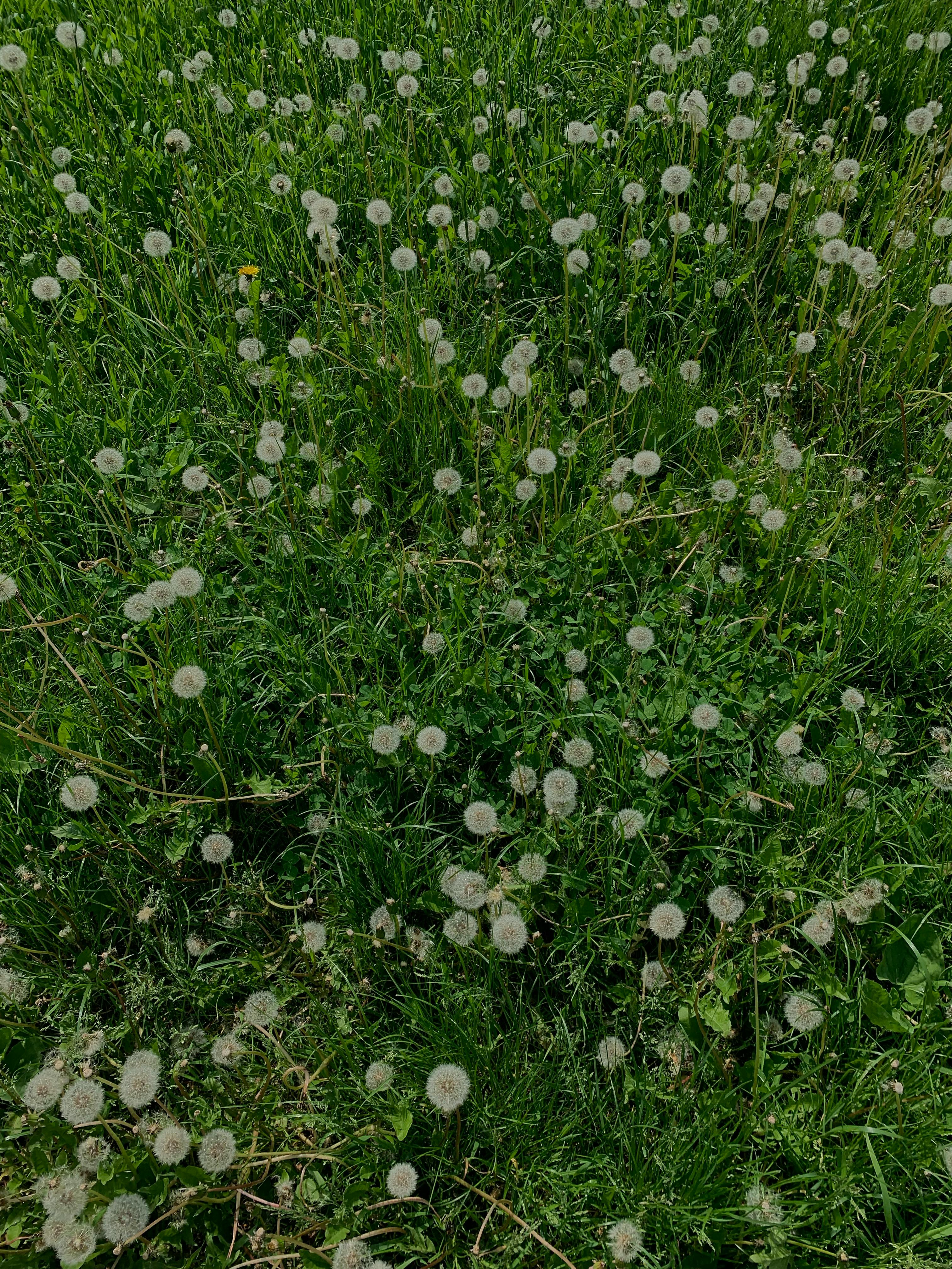 Champ de fleurs de pissenlit | Source : Pexels