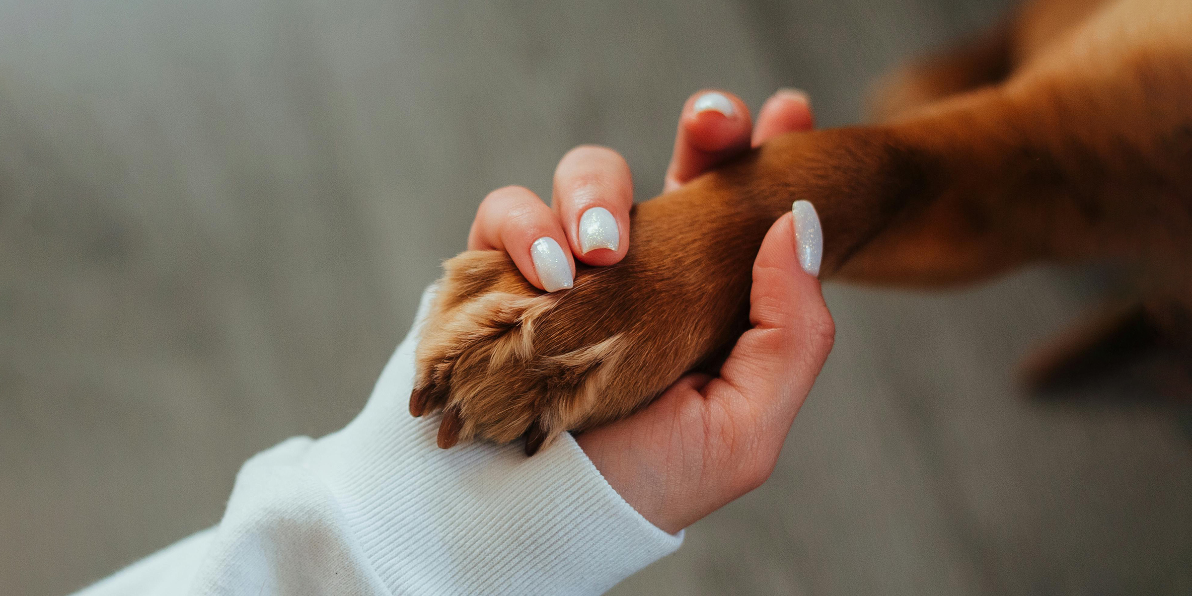 Main humaine pressant doucement la patte d'un chien | Source : Pexels