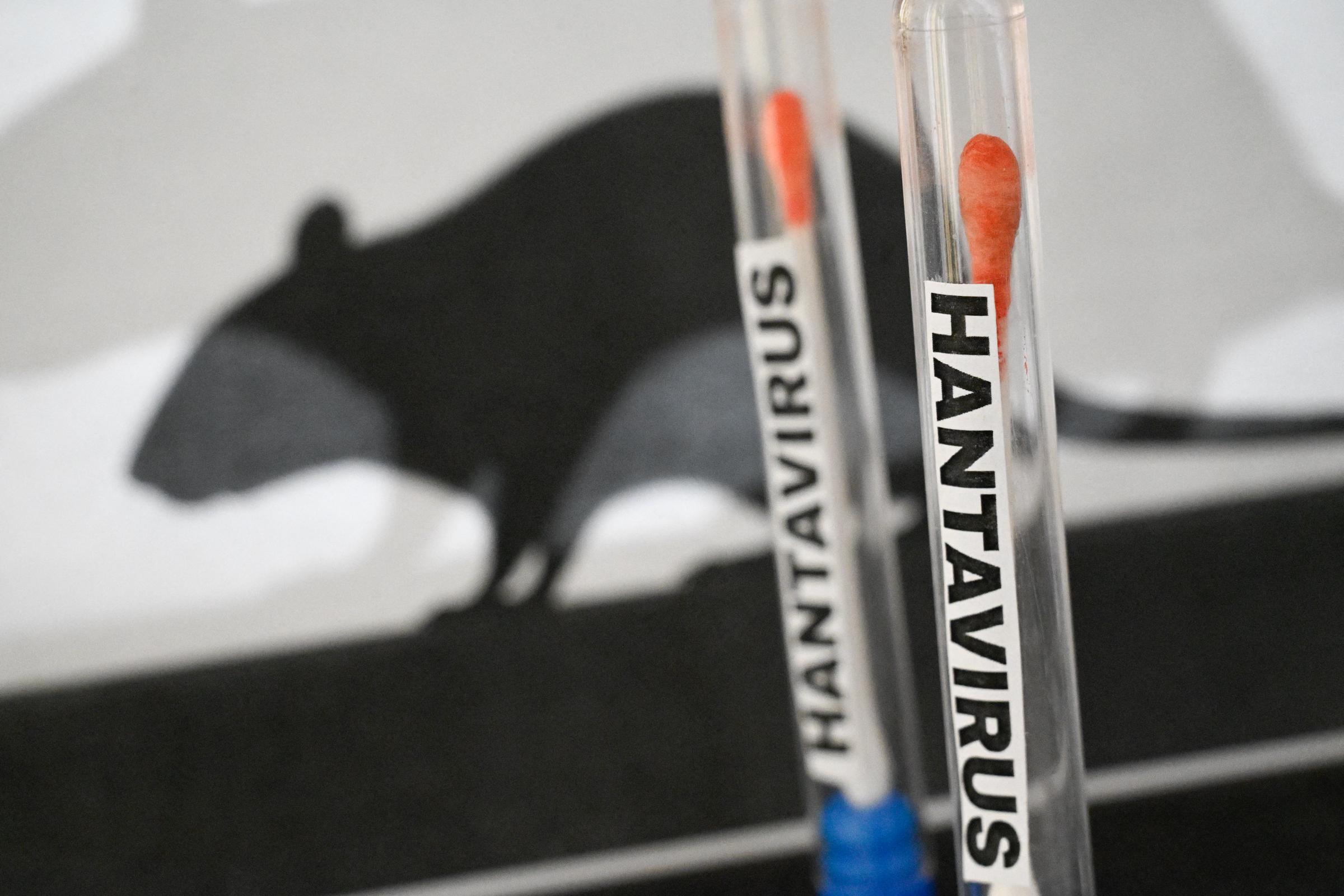 Illustration d'un concept de dépistage du hantavirus, avec des tubes de laboratoire contenant des écouvillons en coton et des étiquettes « HANTAVIRUS », sur fond de silhouettes de rats évoquant la transmission par les rongeurs, photographiée à Paris, en France, le 4 mai 2026 I Source : Getty Images