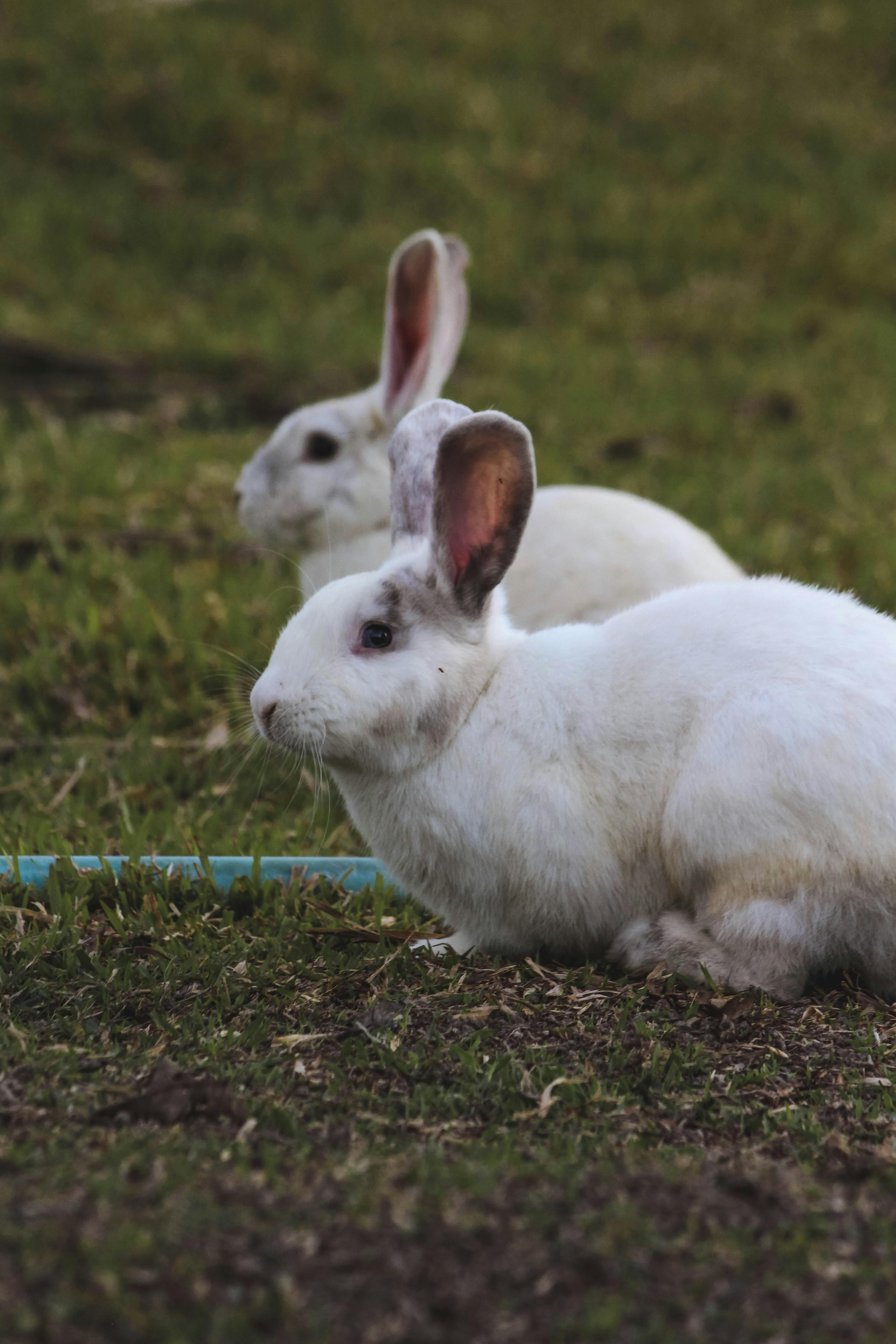 Des lapins blancs sur de l'herbe verte | Source : Pexels