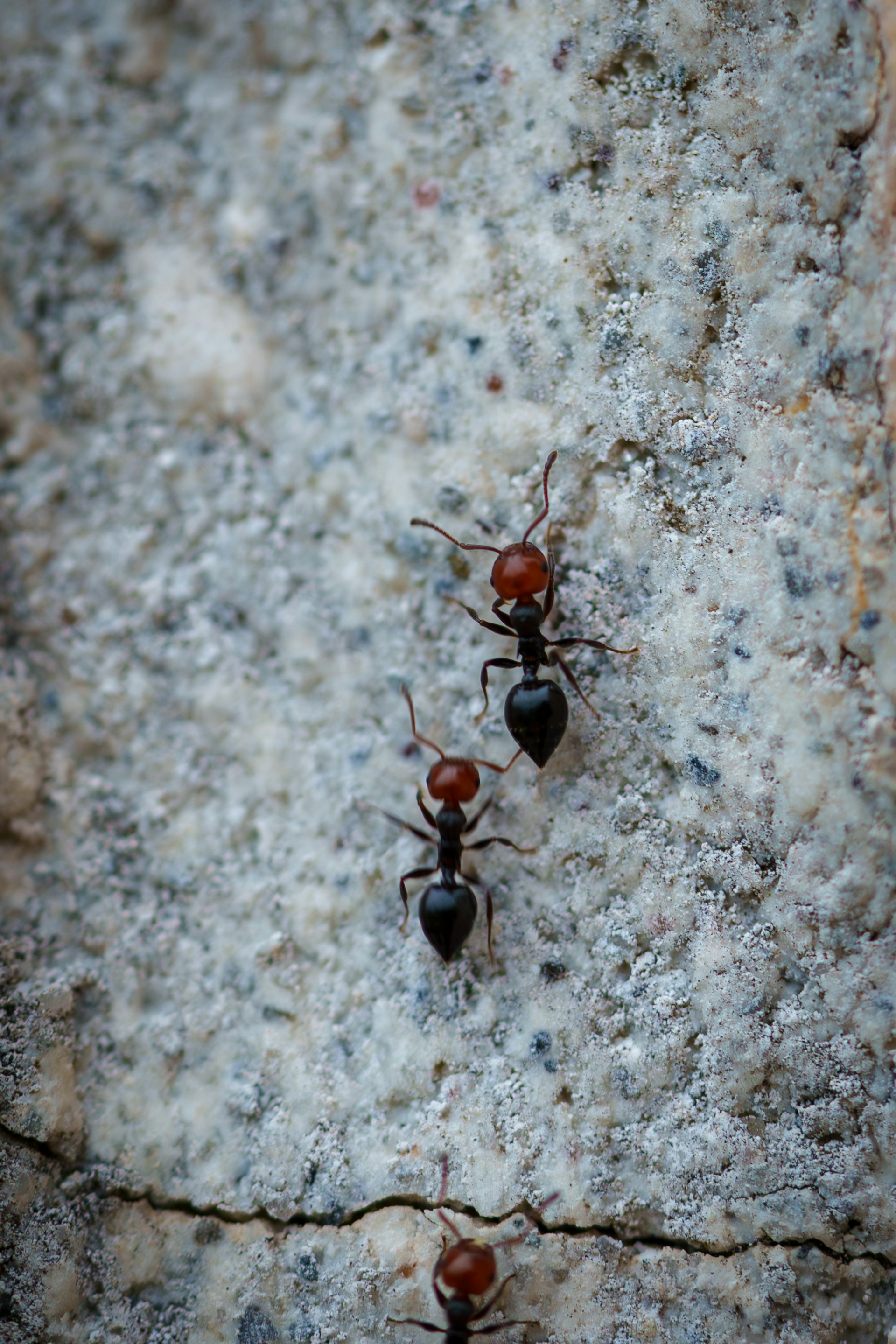 Gros plan de fourmis sur une surface en béton | Source : Unsplash