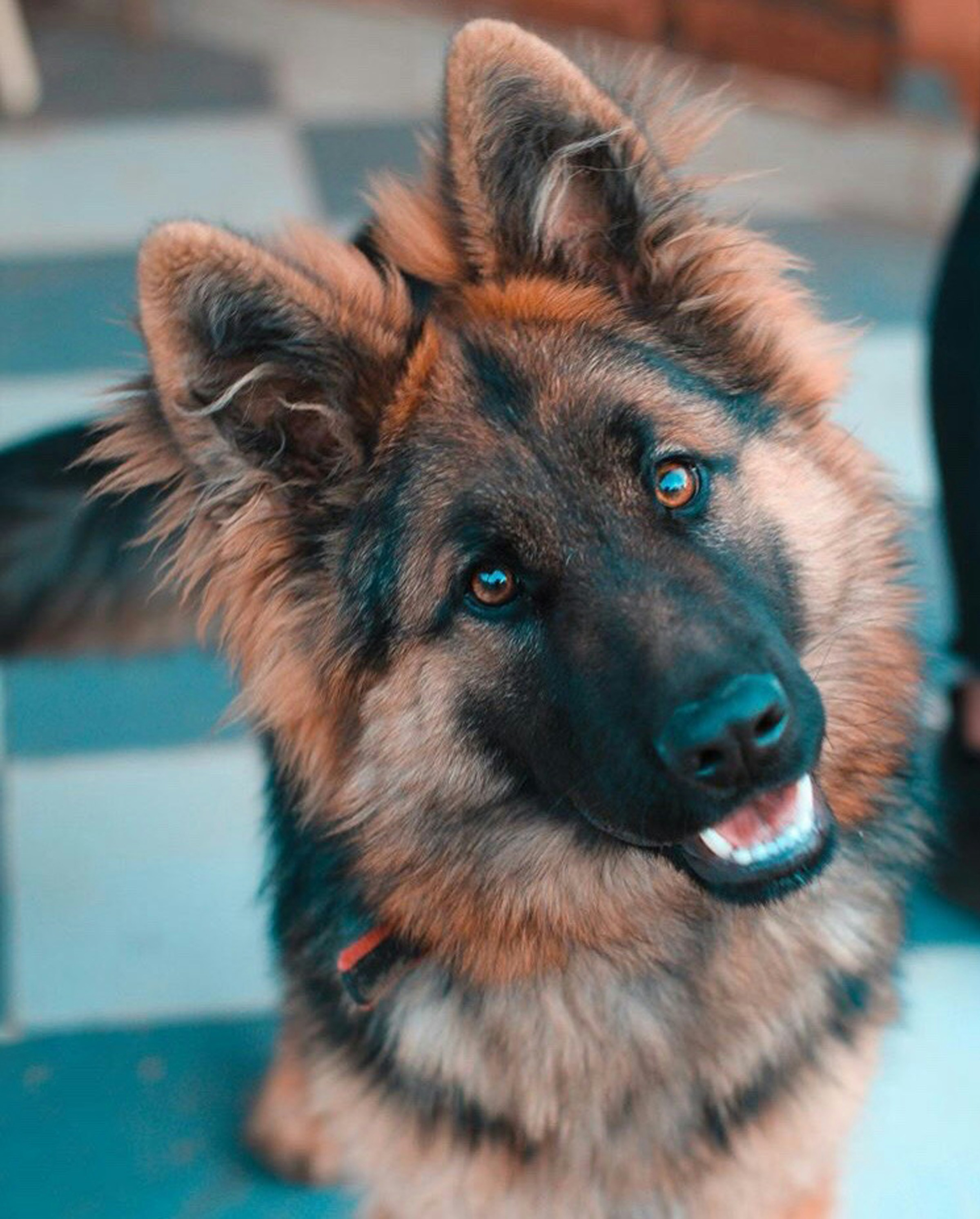 Un adorable berger allemand qui regarde quelqu'un | Source : Unsplash