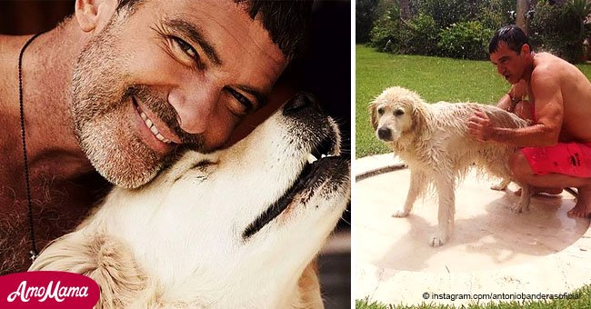 Antonio Banderas et sa copine font un adieu émouvant à leur chien bien-aimé qui est mort
