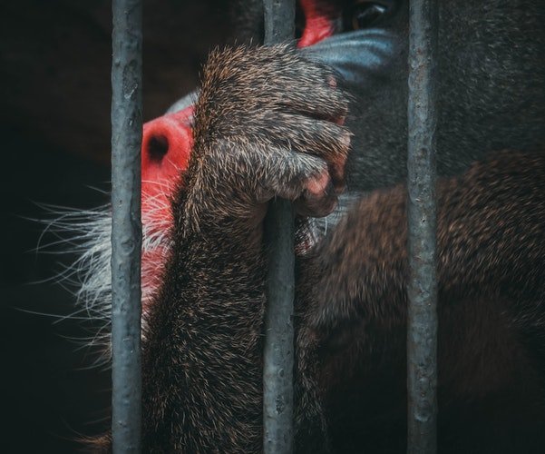 Un babouin tenant la grille de sa cage | Photo : Pixabay
