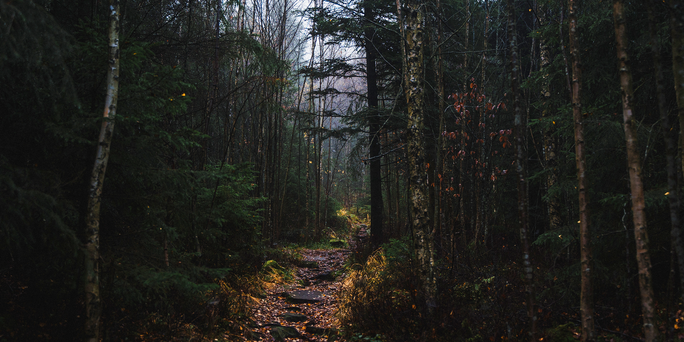 Une forêt brumeuse | Source : Shutterstock