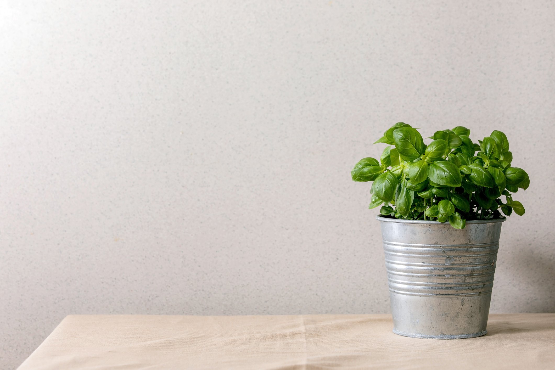 Une plante de salade dans un pot. | Photo : Getty Images