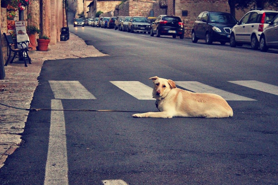 Un chien abandonné au milieu de la rue │Image : Pixabay
