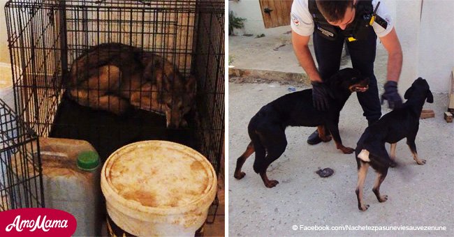 "Maison de l'horreur" à Marseille: Ce couple brûle des chiens et abandonne des chats à la mort
