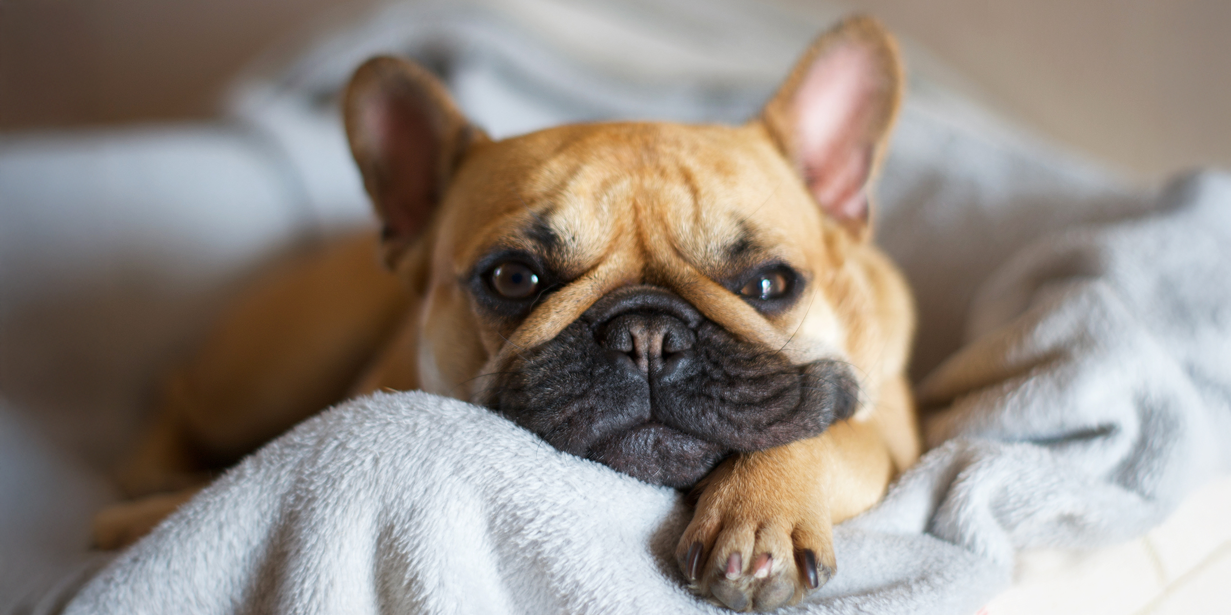 Un chien | Source : Shutterstock