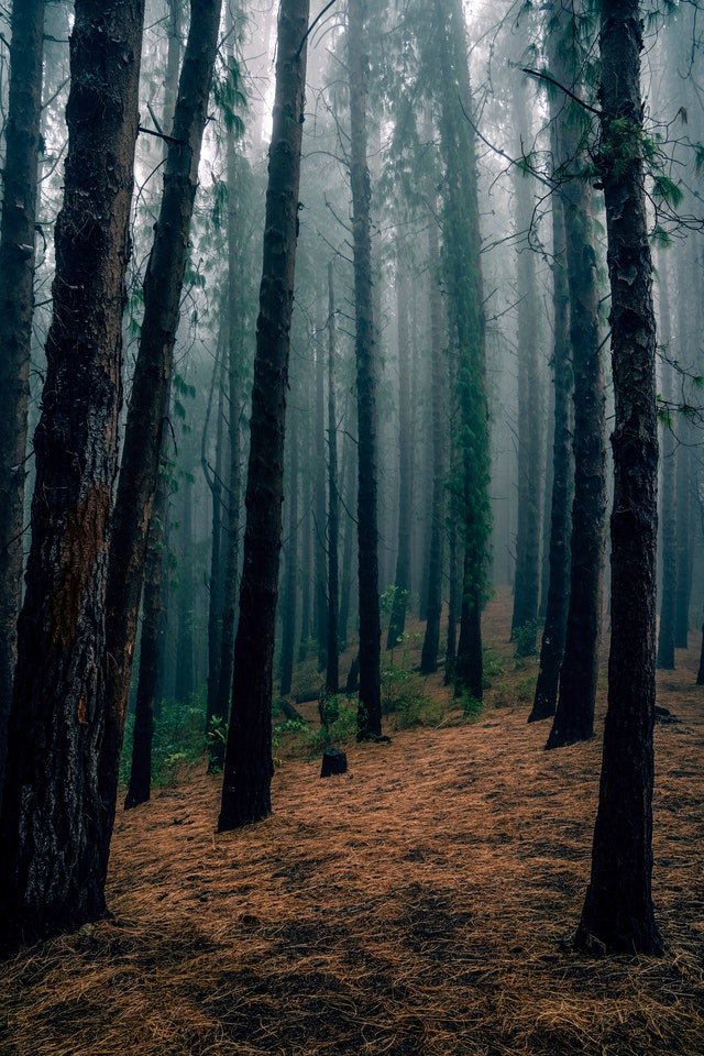 Une forêt lugubre | Photo : Pexels