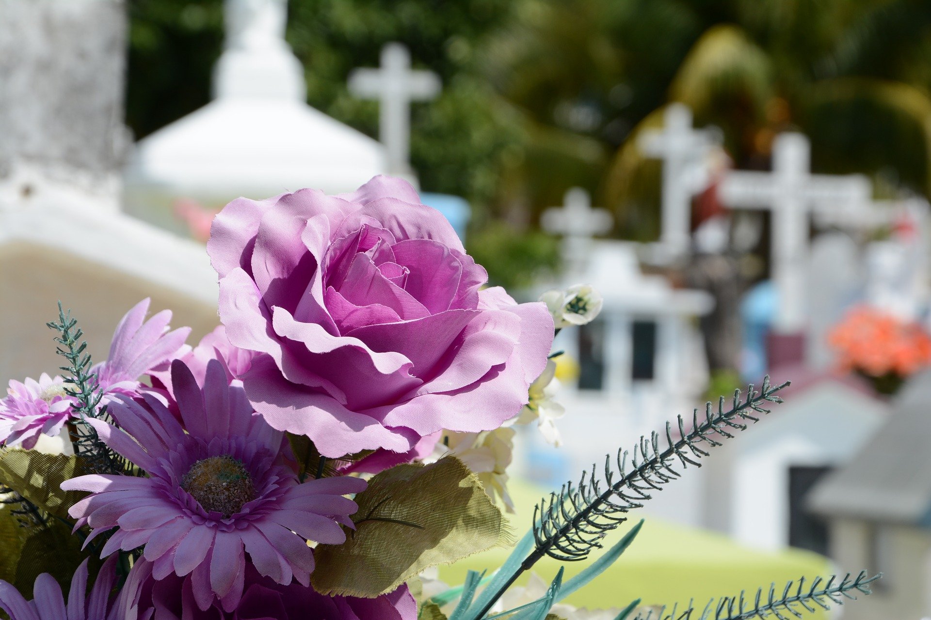 Photo d'une belle fleur dans un cimetière. | Photo : Getty Images