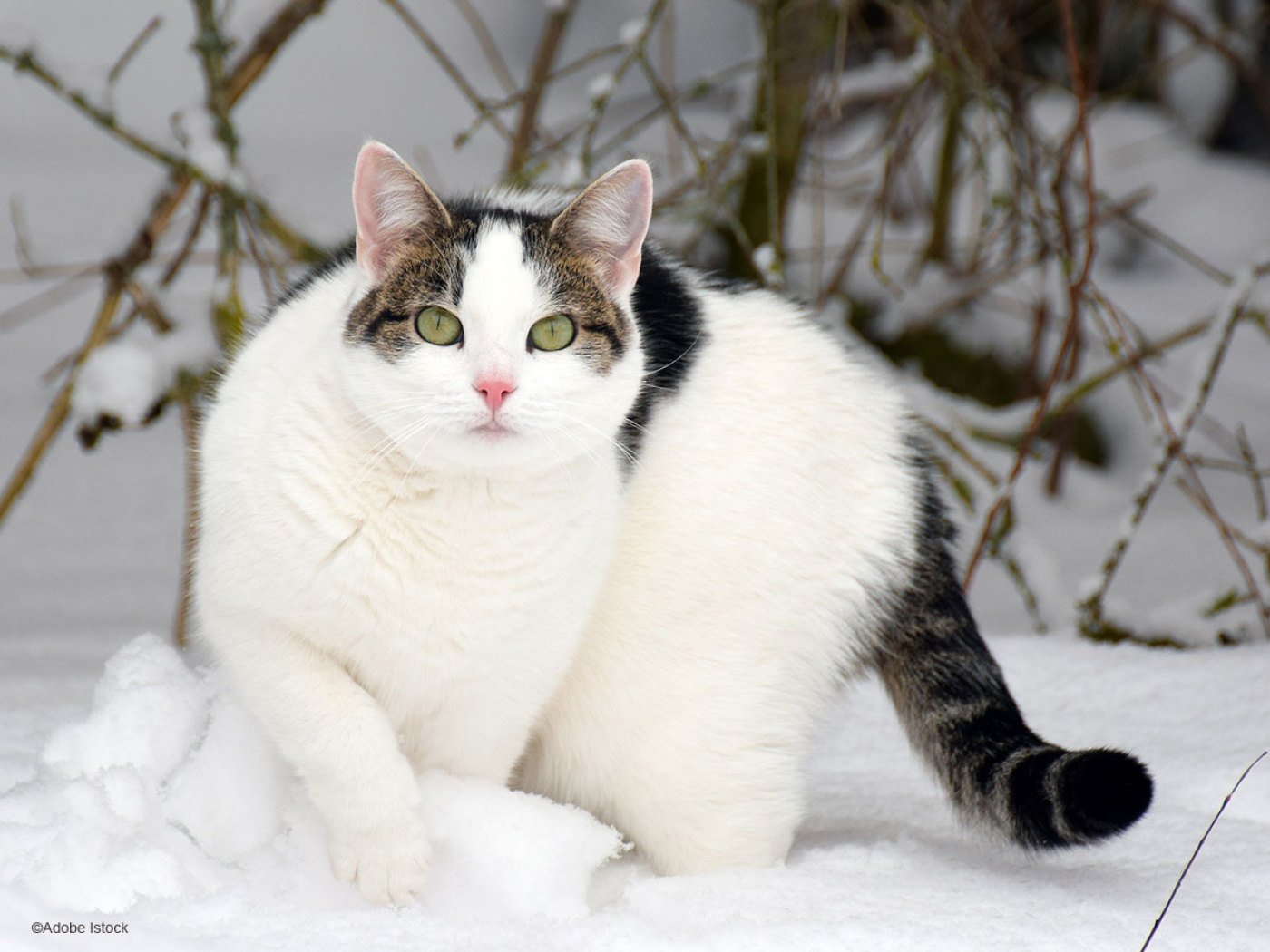 Image d'un chat de neige | Photo : Shutterstock