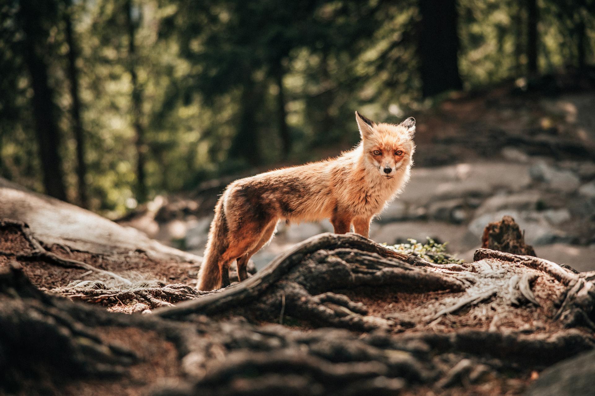 Un renard dans la nature | Source : Pexels