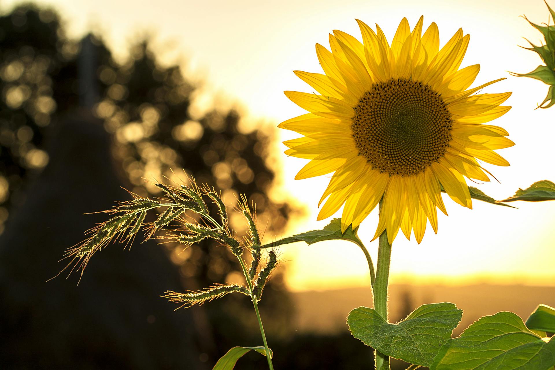 Un tournesol en fleurs au coucher du soleil | Source : Pexels
