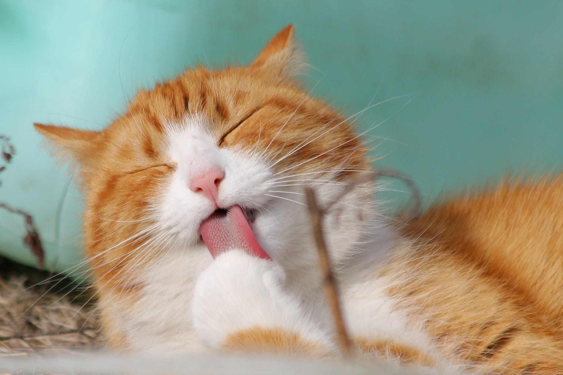 Chat roux avec la langue tirée. | Source : Pexels