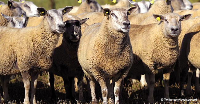 Pour éviter la fermeture d'une classe en Isère : 15 moutons inscrits à l'école