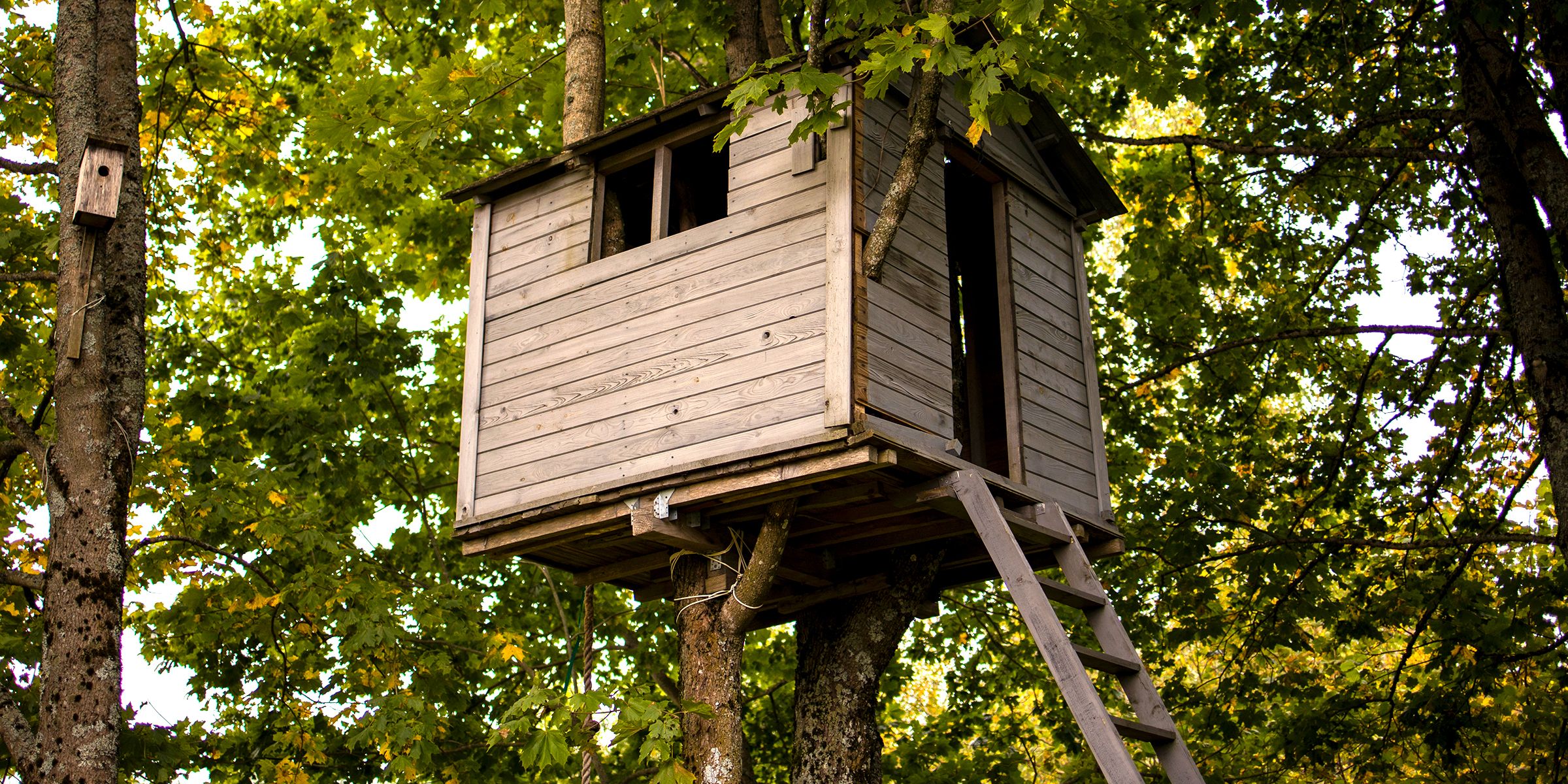 Une cabane dans un arbre | Source : Shutterstock