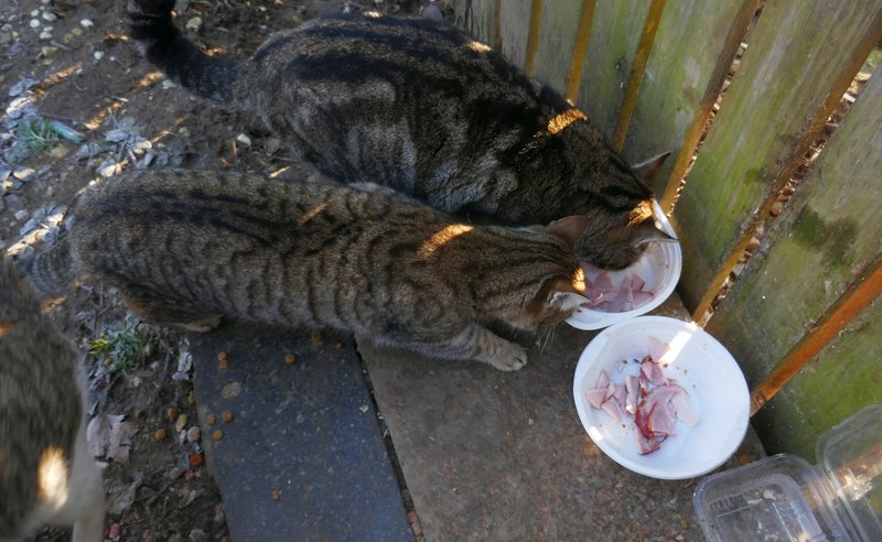 Les chats se nourrissent. | Image: Bonnes Photos Gratuites