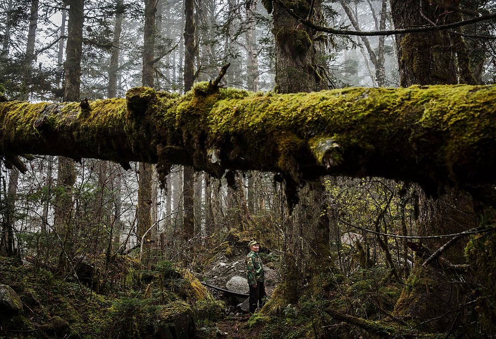 Un militaire en pleine recherche dans la forêt. | Photo : Getty Images.