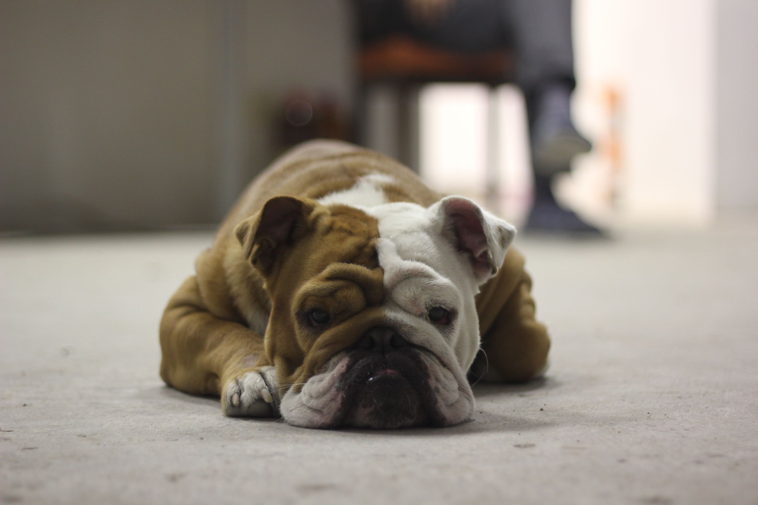 Un bouledogue qui se repose | Source : Pexels