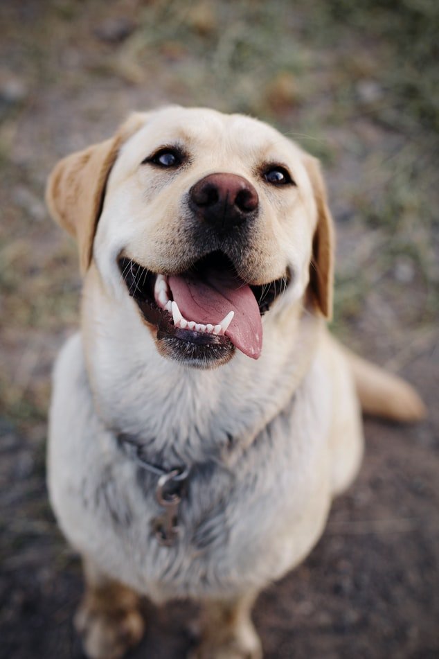 Le chien était un berger allemand à l'allure intelligente qui se tenait au garde-à-vous avec la langue pendante | Source : Pexels