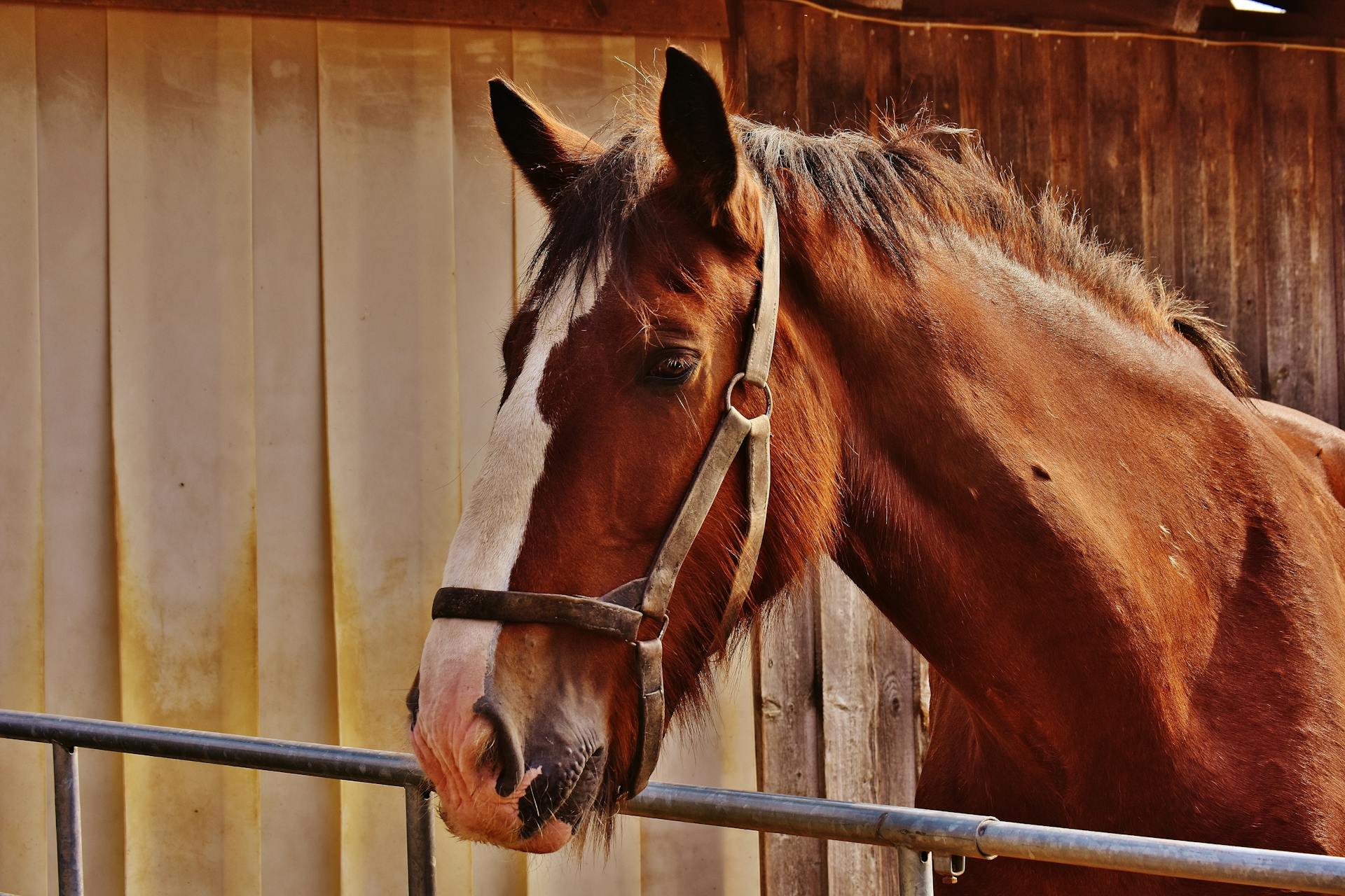 Un cheval debout dans un box | Source : Pexels