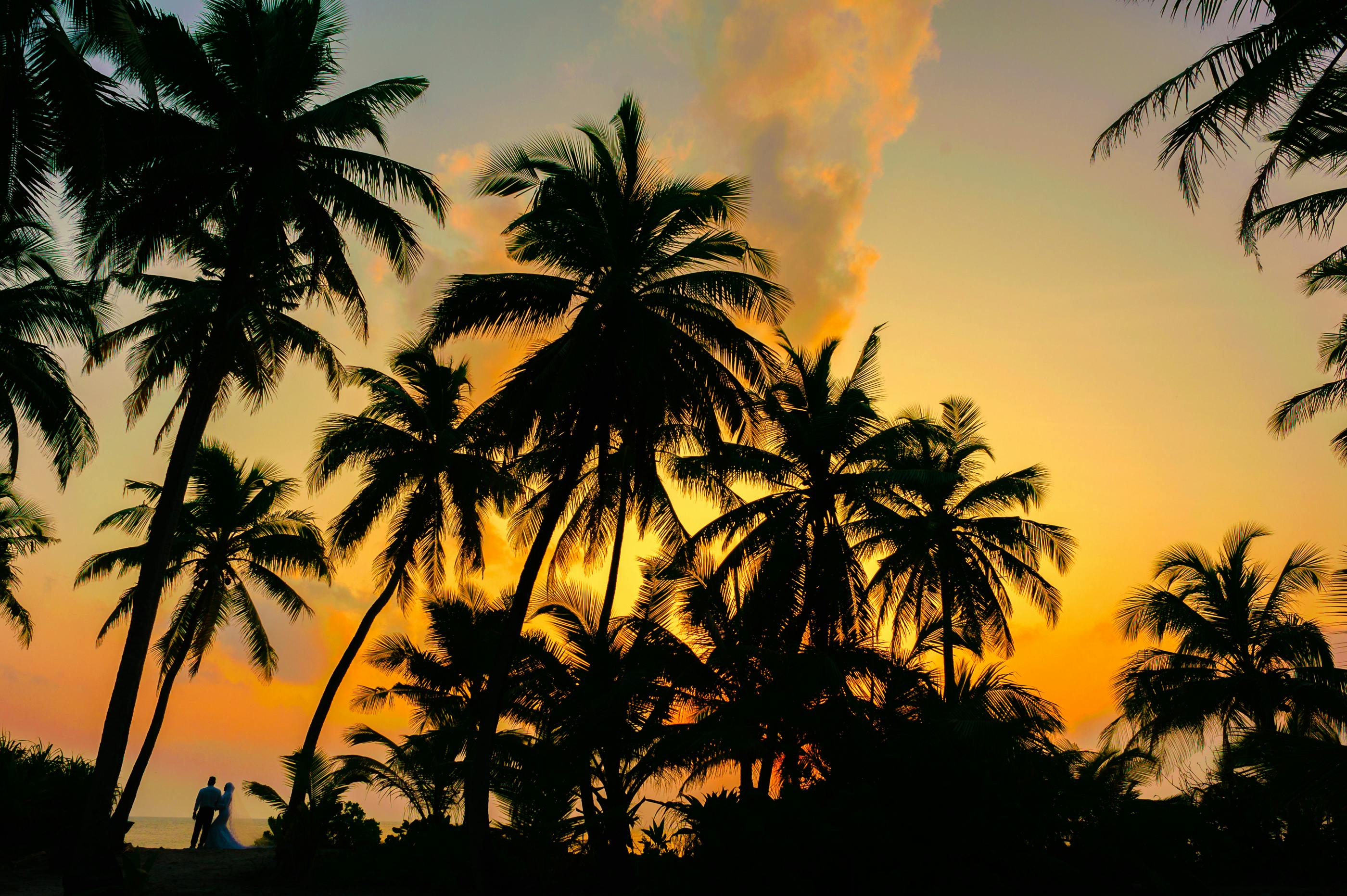 Cocotiers au coucher du soleil | Source : Pexels
