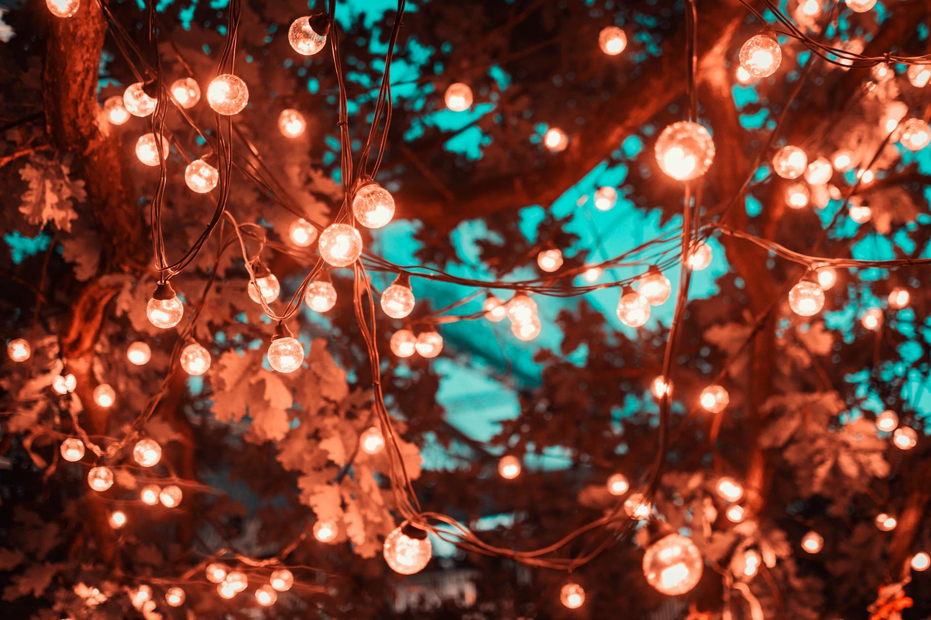 Lumières de fées dans un arbre | Source : Pexels
