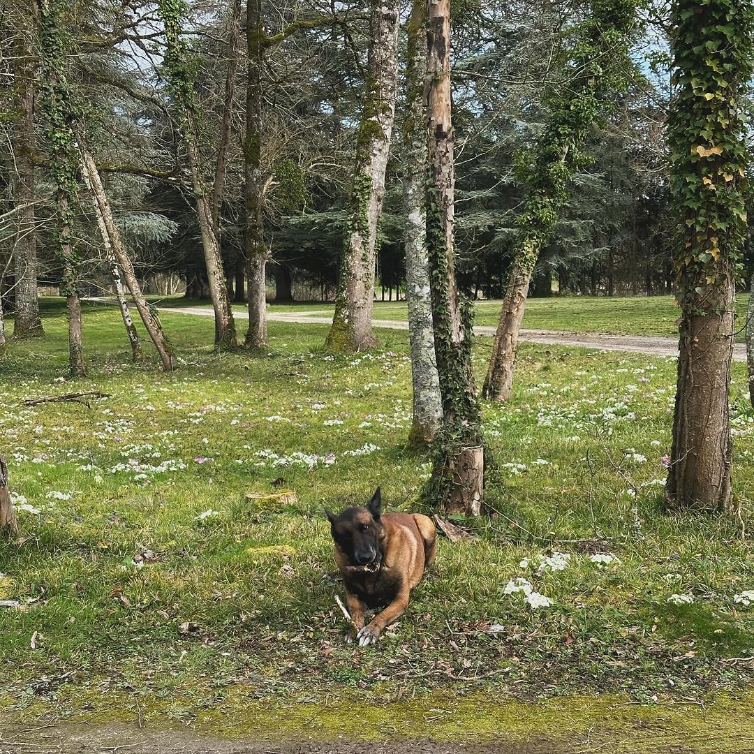 Un chien à la maison d'Alain Delon, La Brulerie, à Douchy, dans le centre de la France, à partir d'un post Instagram daté du, 15 mars 2024 | Source : Instagram/anouchkadelon/