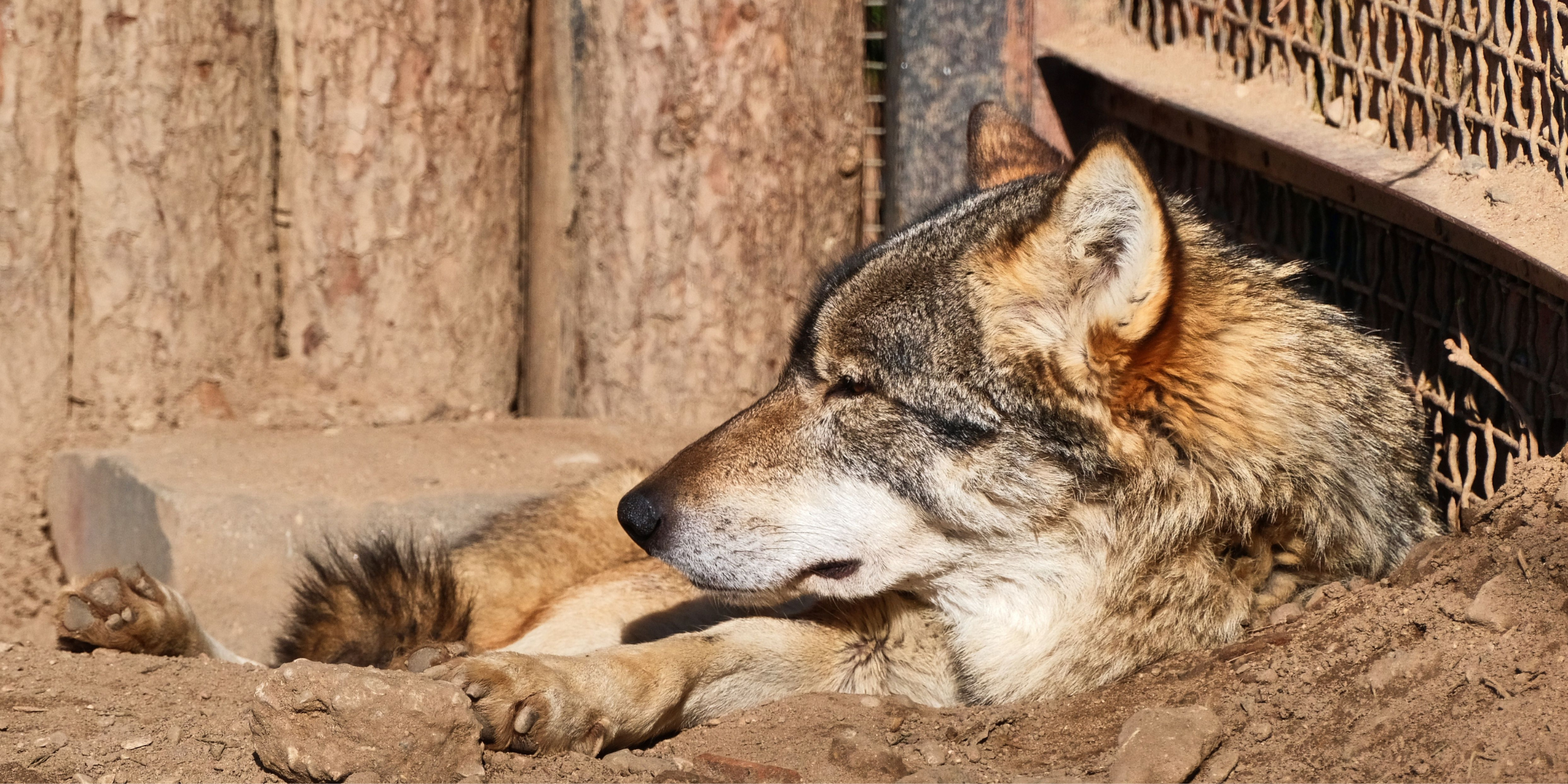 Un loup | Source : Pexels