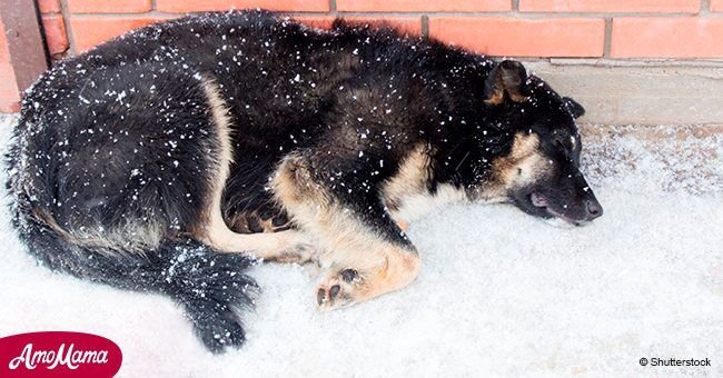 L'homme a remarqué un chien en train de geler dans la neige et s'est précipité vers lui. Puis il a réalisé que le chien cachait quelqu'un